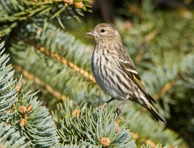 PINE SISKINS (Spinus pinus)