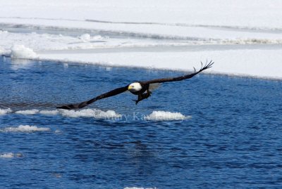 Bald Eagle fishing _H9G9717.jpg