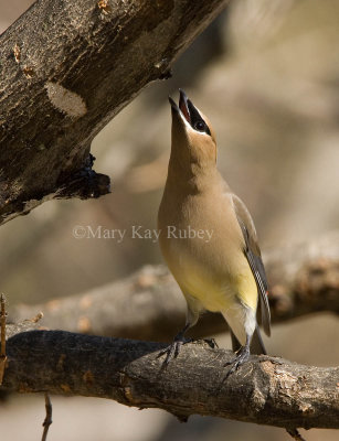 Cedar Waxwing _S9S2093.jpg