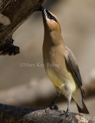 Cedar Waxwing _S9S2098.jpg