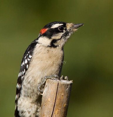 DOWNY WOODPECKERS (Picoides pubescens)