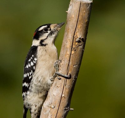 Downy Woodpecker _H9G9134.jpg