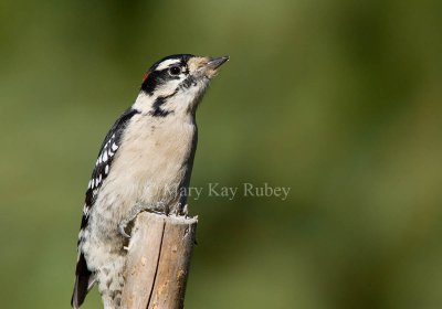 Downy Woodpecker  _H9G9137.jpg