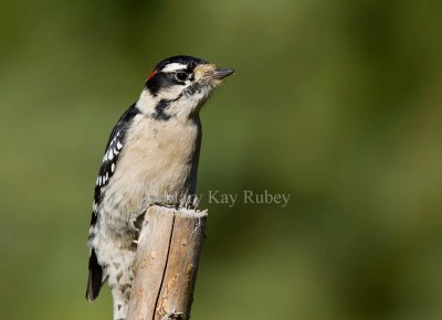 Downy Woodpecker _H9G9140.jpg
