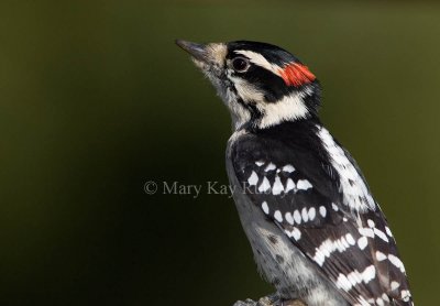 Downy Woodpecker _H9G9308.jpg