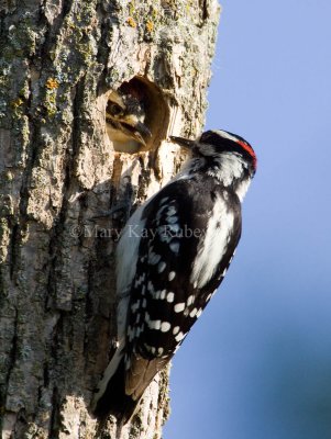 Downy Woodpecker feeding juvenile _H9G2227.jpg