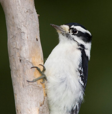 Downy Woodpecker female _S9S7270.jpg