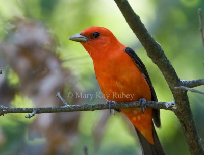 Scarlet Tanager _S9S7994.jpg