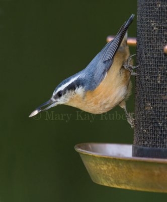 Red-breasted Nuthatch _S9S7157.jpg
