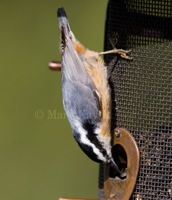 Red-breasted Nuthatch _S9S7278.jpg
