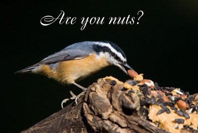 RED-BREASTED NUTHATCHES (Sitta canadensis)