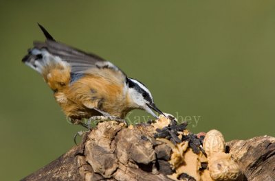 Red-breasted Nuthatch _H9G9183.jpg