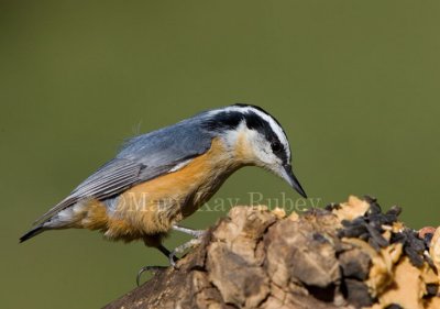 Red-breasted Nuthatch _H9G9185.jpg