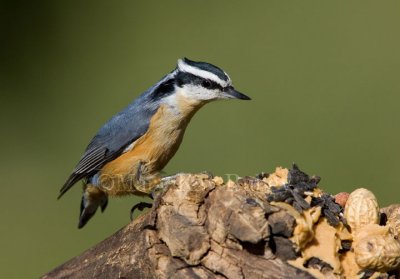Red-breasted Nuthatch _H9G9210.jpg