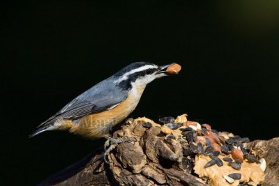 Red-breasted Nuthatch _H9G9254.jpg