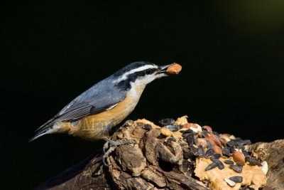 Red-breasted Nuthatch _H9G9255.jpg