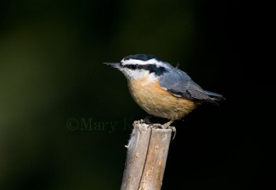 Red-breasted Nuthatch _H9G9272.jpg