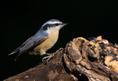 Red-breasted Nuthatch _H9G9298.jpg
