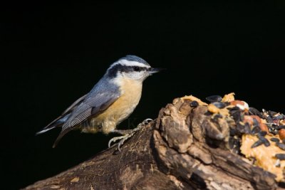 Red-breasted Nuthatch _H9G9299.jpg