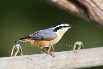 Red-breasted Nuthatch _S9S7179.jpg