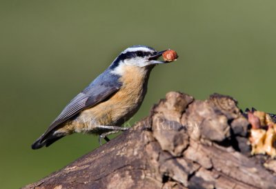 Red-breasted Nuthatch _S9S8238c.jpg