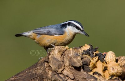 Red-breasted Nuthatches _H9G9179.jpg