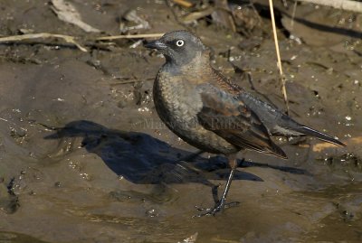 RUSTY BLACKBIRDS (Ephagus carolinus)