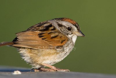 Swamp Sparrow _H9G2107.jpg