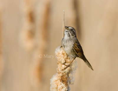 Swamp Sparrow _S9S2198.jpg