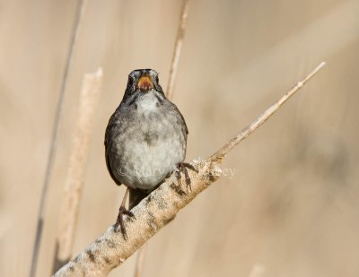 Swamp Sparrow _S9S2214.jpg