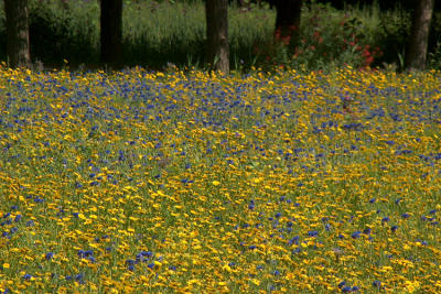 g3/01/641201/3/56305552.wildflowers.jpg