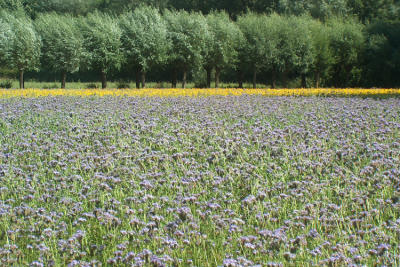 g3/01/641201/3/56305579.wildflowers2.jpg