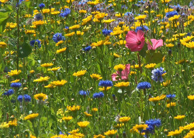 g3/01/641201/3/56305581.wildflowers3.jpg