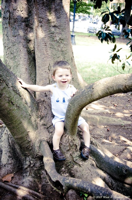 Eli Sitting In the Low Lying Branch of An Old Magnolia Tree On The North Campus.