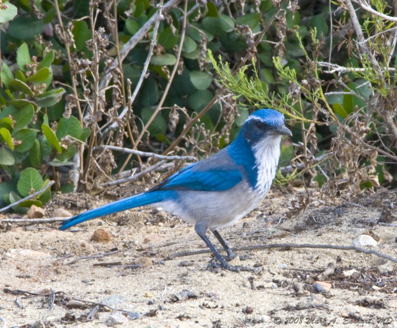 Mountain Bluebird Take 2