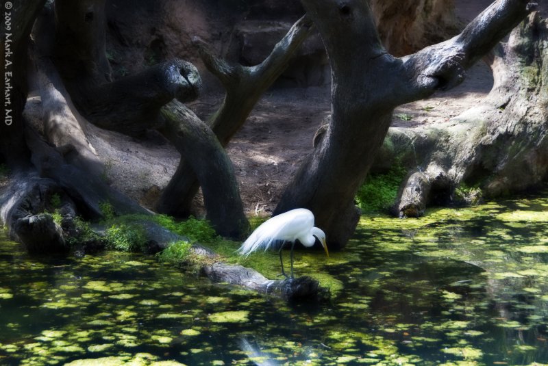 A Bird In A Magical Paradise