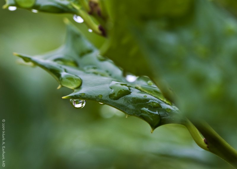 Wet Leaf