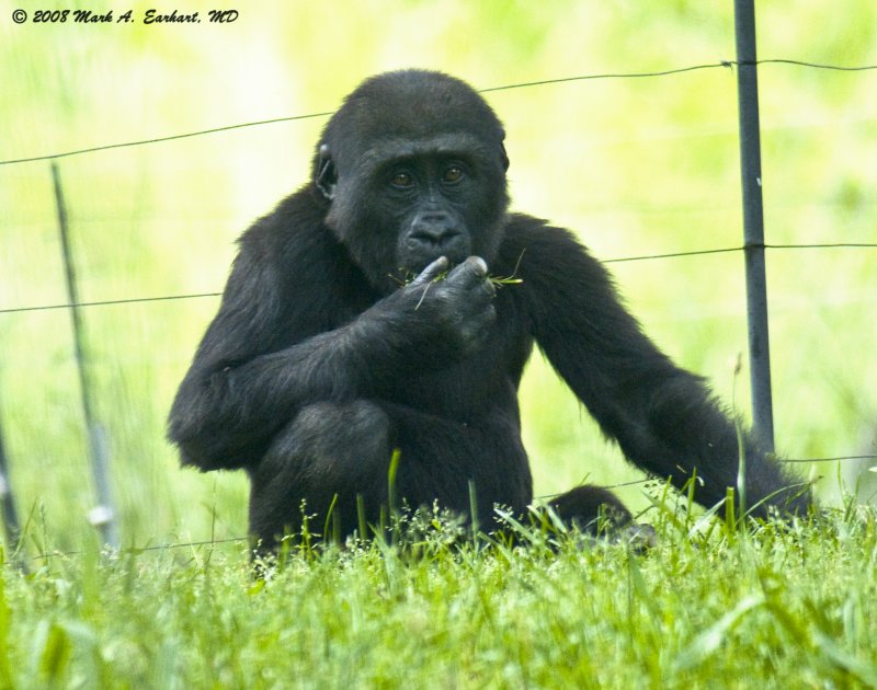 Baby Chimp