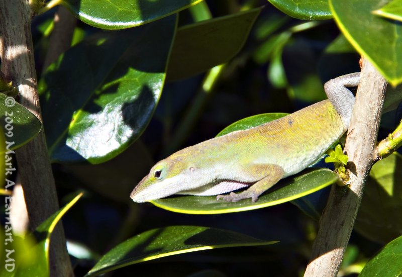 Small Lizard