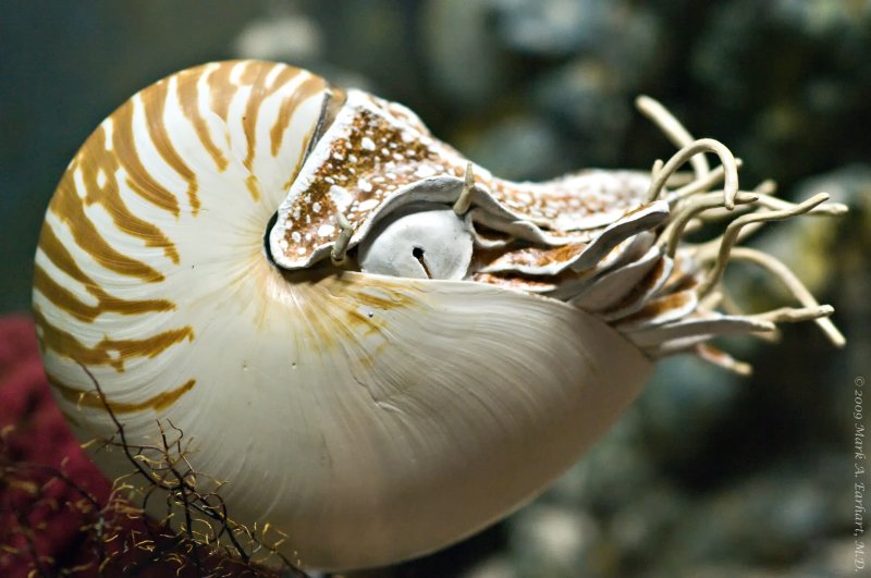 Ancient Sea Creature