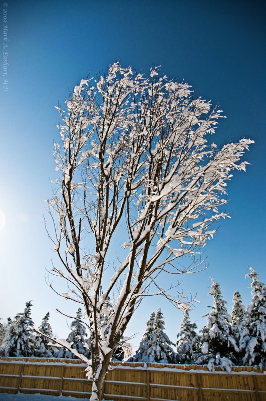 Winter Tree