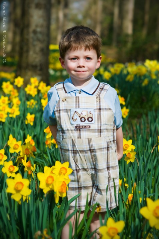 Yellow Daffodils 4