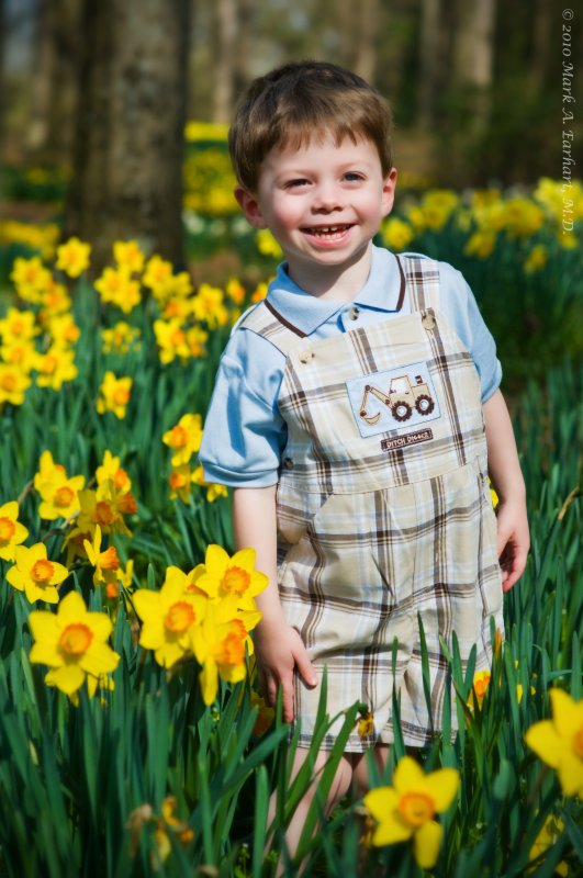 Yellow Daffodils 6