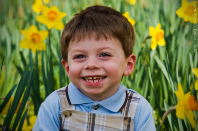 Yellow Daffodils 7