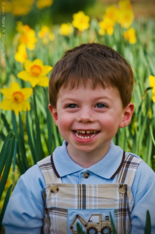 Yellow Daffodils 10