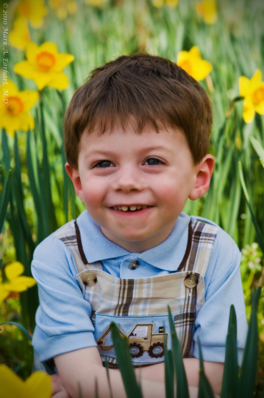Yellow Daffodils 12