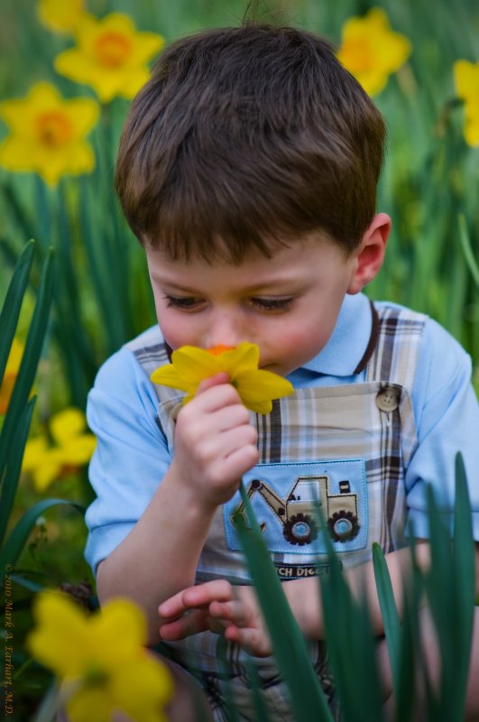 Yellow Daffodils 16