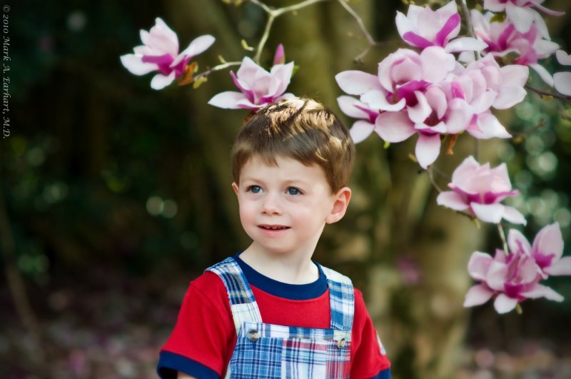 Magnolia Magic 1
