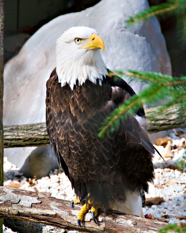 Bald Eagle