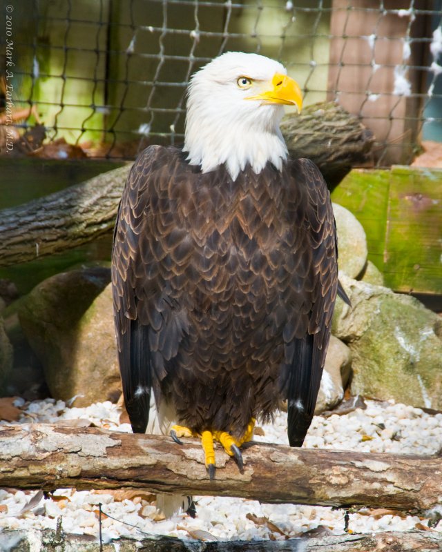 The Eagle Has Landed